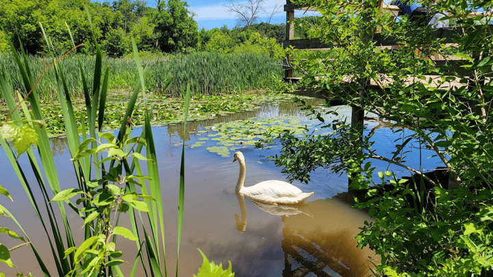  Healthy pond with a swan
