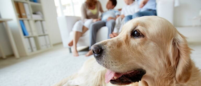 5 Tips for Making Your Multi-Family Property Pet-Friendly